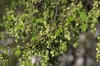 Flora-Baum-20140416-155.jpg