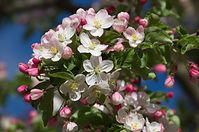 Dateiname=Flora-Baum-20140416-182.jpg
Dateigröße=176KB
Abmessungen: 720x478
hinzugefügt am: 11. September 2014 Flora-Baum-20140416-182.jpg