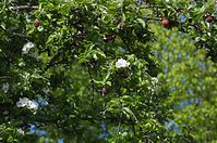 Dateiname=Flora-Baum-20140418-316.jpg
Dateigröße=254KB
Abmessungen: 720x478
hinzugefügt am: 11. September 2014 Flora-Baum-20140418-316.jpg