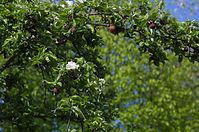 Dateiname=Flora-Baum-20140418-317.jpg
Dateigröße=237KB
Abmessungen: 720x478
hinzugefügt am: 11. September 2014 Flora-Baum-20140418-317.jpg