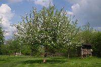 Dateiname=Flora-Baum-20140426-126.jpg
Dateigröße=263KB
Abmessungen: 720x478
hinzugefügt am: 11. September 2014 Flora-Baum-20140426-126.jpg