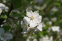 Dateiname=Flora-Baum-20140426-128.jpg
Dateigröße=128KB
Abmessungen: 720x478
hinzugefügt am: 11. September 2014 Flora-Baum-20140426-128.jpg
