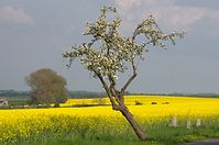 Flora-Baum-20140426-133.jpg