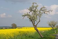 Dateiname=Flora-Baum-20140426-134.jpg
Dateigröße=187KB
Abmessungen: 720x478
hinzugefügt am: 11. September 2014 Flora-Baum-20140426-134.jpg