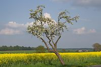 Dateiname=Flora-Baum-20140426-135.jpg
Dateigröße=183KB
Abmessungen: 720x478
hinzugefügt am: 11. September 2014 Flora-Baum-20140426-135.jpg