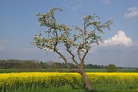 Dateiname=Flora-Baum-20140426-136.jpg
Dateigröße=198KB
Abmessungen: 720x478
hinzugefügt am: 11. September 2014 Flora-Baum-20140426-136.jpg