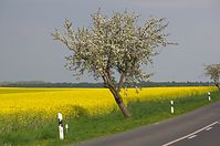 Dateiname=Flora-Baum-20140426-137.jpg
Dateigröße=192KB
Abmessungen: 720x478
hinzugefügt am: 11. September 2014 Flora-Baum-20140426-137.jpg