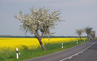 Dateiname=Flora-Baum-20140426-138.jpg
Dateigröße=167KB
Abmessungen: 720x455
hinzugefügt am: 11. September 2014 Flora-Baum-20140426-138.jpg