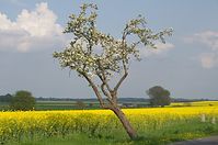 Dateiname=Flora-Baum-20140426-139.jpg
Dateigröße=189KB
Abmessungen: 720x478
hinzugefügt am: 11. September 2014 Flora-Baum-20140426-139.jpg
