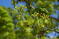 Dateiname=Flora-Baum-Ahorn-20140416-110.jpg
Dateigröße=208KB
Abmessungen: 720x478
hinzugefügt am: 11. September 2014 Flora-Baum-Ahorn-20140416-110.jpg
