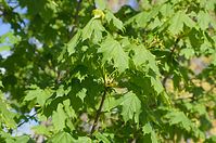 Dateiname=Flora-Baum-Ahorn-20140416-158.jpg
Dateigröße=214KB
Abmessungen: 720x478
hinzugefügt am: 11. September 2014 Flora-Baum-Ahorn-20140416-158.jpg