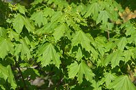 Flora-Baum-Ahorn-20140416-159.jpg