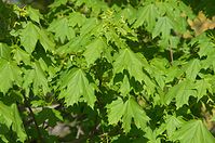 Dateiname=Flora-Baum-Ahorn-20140416-159.jpg
Dateigröße=236KB
Abmessungen: 720x478
hinzugefügt am: 11. September 2014 Flora-Baum-Ahorn-20140416-159.jpg