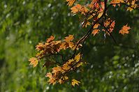 Dateiname=Flora-Baum-Ahorn-20140416-160.jpg
Dateigröße=196KB
Abmessungen: 720x478
hinzugefügt am: 11. September 2014 Flora-Baum-Ahorn-20140416-160.jpg