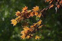 Dateiname=Flora-Baum-Ahorn-20140416-161.jpg
Dateigröße=182KB
Abmessungen: 720x478
hinzugefügt am: 11. September 2014 Flora-Baum-Ahorn-20140416-161.jpg
