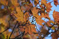 Dateiname=Flora-Baum-Ahorn-20140416-162.jpg
Dateigröße=189KB
Abmessungen: 720x478
hinzugefügt am: 11. September 2014 Flora-Baum-Ahorn-20140416-162.jpg