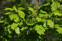 Dateiname=Flora-Baum-Ahorn-20140416-163.jpg
Dateigröße=212KB
Abmessungen: 720x478
hinzugefügt am: 11. September 2014 Flora-Baum-Ahorn-20140416-163.jpg