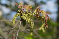 Dateiname=Flora-Baum-Walnuss-20140416-170.jpg
Dateigröße=154KB
Abmessungen: 720x478
hinzugefügt am: 11. September 2014 Flora-Baum-Walnuss-20140416-170.jpg