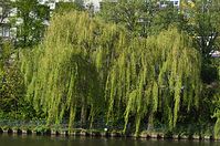 Dateiname=Flora-Baum-Weide-20140416-137.jpg
Dateigröße=318KB
Abmessungen: 720x478
hinzugefügt am: 11. September 2014 Flora-Baum-Weide-20140416-137.jpg