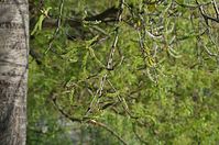 Dateiname=Flora-Baum-Weide-20140416-166.jpg
Dateigröße=213KB
Abmessungen: 720x478
hinzugefügt am: 11. September 2014 Flora-Baum-Weide-20140416-166.jpg