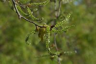 Flora-Baum-Weide-20140416-167.jpg