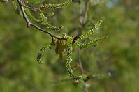 Dateiname=Flora-Baum-Weide-20140416-167.jpg
Dateigröße=132KB
Abmessungen: 720x478
hinzugefügt am: 11. September 2014 Flora-Baum-Weide-20140416-167.jpg