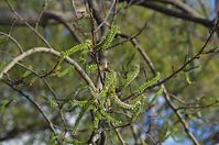 Dateiname=Flora-Baum-Weide-20140416-168.jpg
Dateigröße=174KB
Abmessungen: 720x478
hinzugefügt am: 11. September 2014 Flora-Baum-Weide-20140416-168.jpg