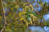 Dateiname=Flora-Baum-Weide-20140416-173.jpg
Dateigröße=144KB
Abmessungen: 720x478
hinzugefügt am: 11. September 2014 Flora-Baum-Weide-20140416-173.jpg