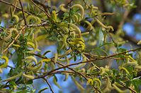 Flora-Baum-Weide-20140416-174.jpg