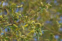 Flora-Baum-Weide-20140416-175.jpg