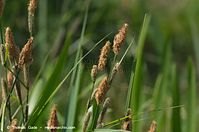 Dateiname=Flora-Gras-20140426-103.jpg
Dateigröße=95KB
Abmessungen: 800x531
hinzugefügt am: 28. April 2014 Flora-Gras-20140426-103.jpg