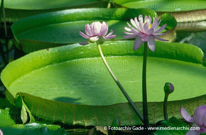 Seerosen (Nymphaea)
August 1996.  Flora. Pflanzen. Blumen. Wasserpflanzen. Victoria-Seerose (Victoria cruziana).   Seerosengewächse (Nymphaceae). Höhe: bis 3,5 m. Blütezeit: in der Dämmerung. Hellviolette Blüten.
Schlüsselwörter: 1996;Flora;Natur;Pflanze;Pflanzen;plants;Seerose