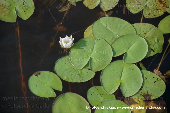Seerosen (Nymphaea)
13. 7. 2001. Mecklenburg-Vorpommern. Feldberger Seenlandschaft. Flora. Pflanzen. Wasserrpflanzen.  Seerose. Teichrose. (Nymphaea alba)
Schlüsselwörter: 2001;Feldberger Seenlandschaft;Flora;Mecklenburg-Vorpommern;Natur;Pflanzen;plants;Seerosen;Teichrosen;Wasserpflanzen