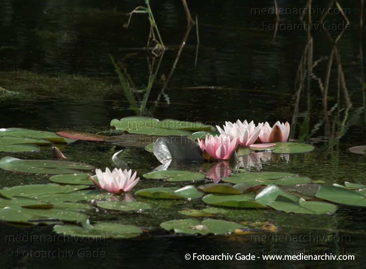 Seerosen (Nymphaea)
19. 7. 2009. Brandenburg. Linum. Flora. Pflanzen. Wasserpflanzen. Blüten.  Seerosen (Nymphaea)   Seerosengewächse. Nymphaeaceae
Schlüsselwörter: 2009;Blüten;Brandenburg;Flora;Linum;Natur;Nymphaea;Nymphaeaceae;Pflanzen;plants;Seerose;Seerosengewächs