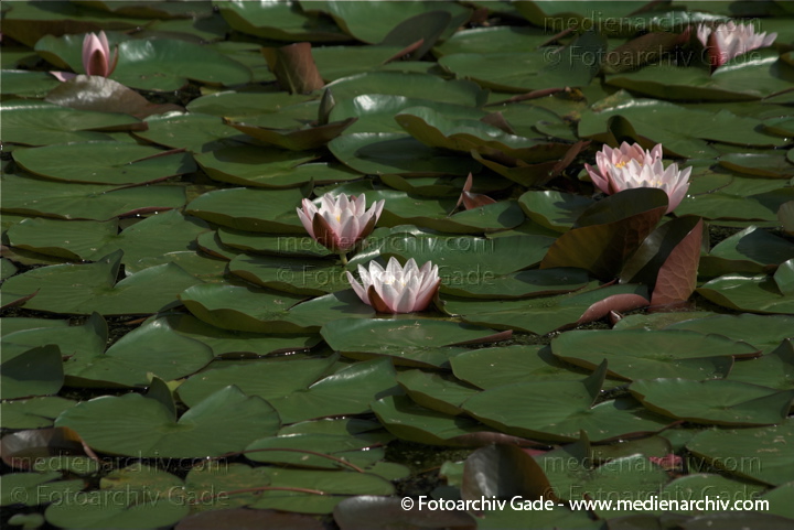 Seerosen (Nymphaea)
19. 7. 2009. Brandenburg. Linum. Flora. Pflanzen. Wasserpflanzen. Blüten.  Seerosen (Nymphaea)   Seerosengewächse. Nymphaeaceae
Schlüsselwörter: 2009;Blüten;Brandenburg;Flora;Linum;Natur;Nymphaea;Nymphaeaceae;Pflanzen;plants;Seerose;Seerosengewächs