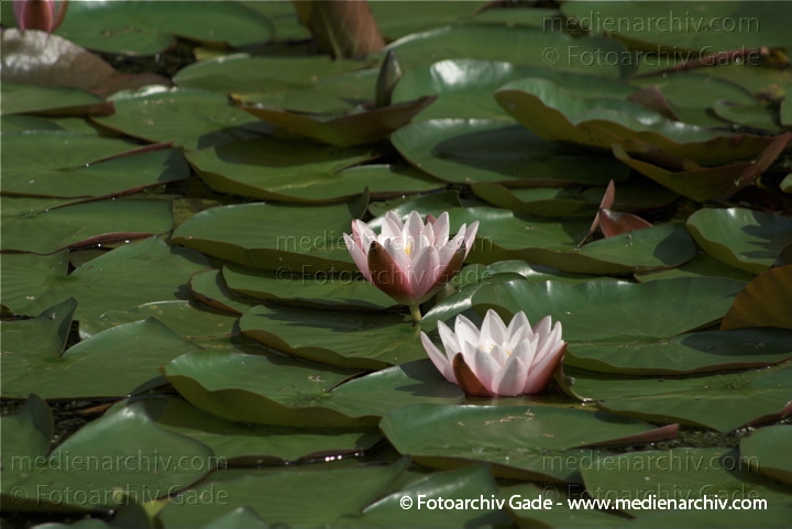 Seerosen (Nymphaea)
19. 7. 2009. Brandenburg. Linum. Flora. Pflanzen. Wasserpflanzen. Blüten.  Seerosen (Nymphaea)   Seerosengewächse. Nymphaeaceae
Schlüsselwörter: 2009;Blüten;Brandenburg;Flora;Linum;Natur;Nymphaea;Nymphaeaceae;Pflanzen;plants;Seerose;Seerosengewächs