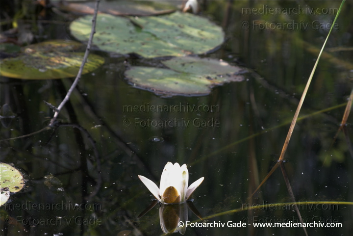 Seerosen (Nymphaea)
1. 7. 2010. Mecklenburg-Vorpommern. Carwitz. Flora. Pflanzen. Wasserpflanzen. Teichrosen. Seerosen
Schlüsselwörter: 2010;Carwitz;Feldberger Seenlandschaft;Flora;Mecklenburg-Vorpommern;Natur;Pflanzen;plants;Seerosen;Teichrosen;Wasserpflanzen Seerosen (Nymphaea)
1. 7. 2010. Mecklenburg-Vorpommern. Carwitz. Flora. Pflanzen. Wasserpflanzen. Teichrosen. Seerosen
Schlüsselwörter: 2010;Carwitz;Feldberger Seenlandschaft;Flora;Mecklenburg-Vorpommern;Natur;Pflanzen;plants;Seerosen;Teichrosen;Wasserpflanzen