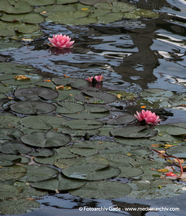 Seerosen (Nymphaea)
8. 9. 2010. Mecklenburg-Vorpommern. Feldberger Seenlandschaft. Feldberg. Flora. Pflanzen. Wasserpflanze. Teichrose. Seerose
Schlüsselwörter: 2010;Carwitz;Feldberg;Feldberger Seenlandschaft;Flora;Mecklenburg-Vorpommern;Natur;Pflanzen;plants;Seerosen;Teichrosen