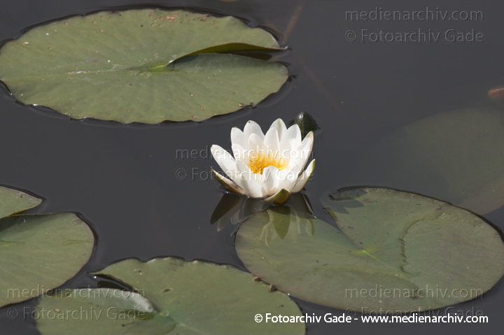 Seerosen (Nymphaea)
29. 5. 2011. Brandenburg. Linum. Flora. Pflanzen
Schlüsselwörter: 2011;Brandenburg;Flora;Linum;Natur;Pflanzen;plants
