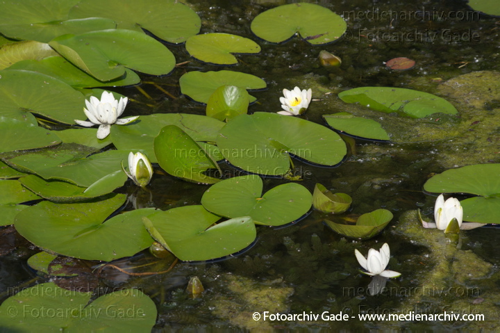 Seerosen (Nymphaea)
17. 6. 2012. Brandenburg. Ruppiner Land. Rhinluch. Linum. Flora. Pflanzen. Wasserpflanzen. Seerosen
Schlüsselwörter: 2012;Blüten;Brandenburg;Flora;Linum;Natur;Pflanzen;plants;Rhinluch;Ruppiner Land;Seerosen;Wasserpflanzen