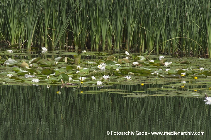Seerosen (Nymphaea)
4. 7. 2012. Brandenburg. Veltener Stichkanal. Flora. Pflanzen. Wasserpflanzen. Seerosen
Schlüsselwörter: 2012;Brandenburg;Flora;Natur;Pflanzen;plants;Seerose;Stichkanal;Velten;Wasserpflanzen;Wasserstraße