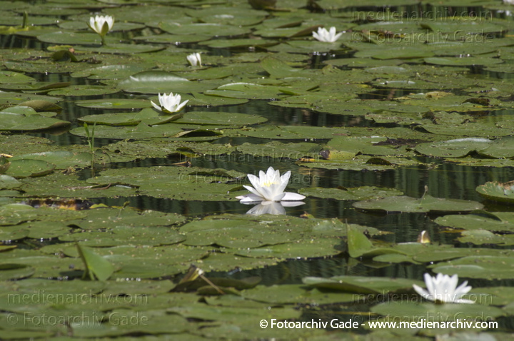 Seerosen (Nymphaea)
4. 7. 2012. Brandenburg. Veltener Stichkanal. Flora. Pflanzen. Wasserpflanzen. Seerosen
Schlüsselwörter: 2012;Brandenburg;Flora;Natur;Pflanzen;plants;Seerose;Stichkanal;Velten;Wasserpflanzen;Wasserstraße