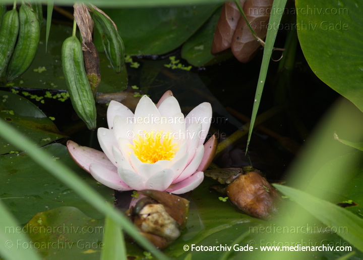 Seerosen (Nymphaea)
15. 7. 2012. Brandenburg. Ruppiner Land. Rhinluch. Linum. Flora. Pflanzen. Wasserpflanzen. Seerosen
Schlüsselwörter: Flora;Natur;Pflanzen;plants