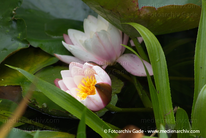 Seerosen (Nymphaea)
15. 7. 2012. Brandenburg. Ruppiner Land. Rhinluch. Linum. Flora. Pflanzen. Wasserpflanzen. Seerosen
Schlüsselwörter: Flora;Natur;Pflanzen;plants