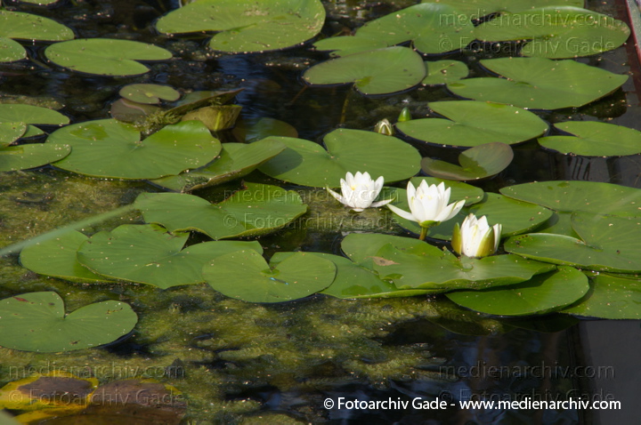 Seerosen (Nymphaea)
15. 7. 2012. Brandenburg. Ruppiner Land. Rhinluch. Linum. Flora. Pflanzen. Wasserpflanzen. Seerosen
Schlüsselwörter: Flora;Natur;Pflanzen;plants