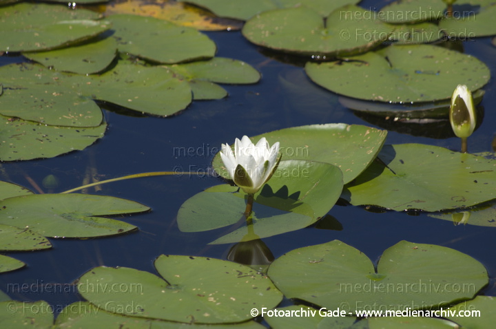 Seerosen (Nymphaea)
6. 7. 2013. Brandenburg. Linum. Flora. Pflanzen. Seerose. Teichrose. Weisse Blüten. (Nymphaea)
Schlüsselwörter: 2013;Blüten;Brandenburg;Flora;Linum;Nymphaea;Pflanzen;plants;Seerose;Teichrose