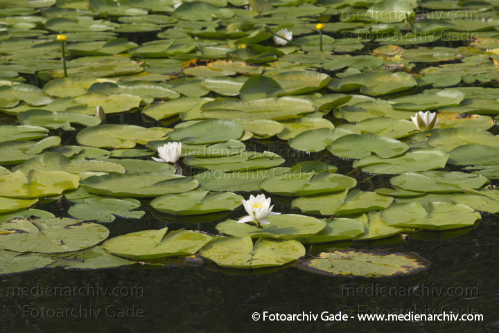 Seerosen (Nymphaea)
8. 6. 2013. Berlin. Tegel. Tegeler See. Flora. Pflanzen. Seerosen. (Nymphaea)
Schlüsselwörter: 2013;Berlin;Flora;Nymphaea;Pflanzen;plants;Seerosen;Tegeler See