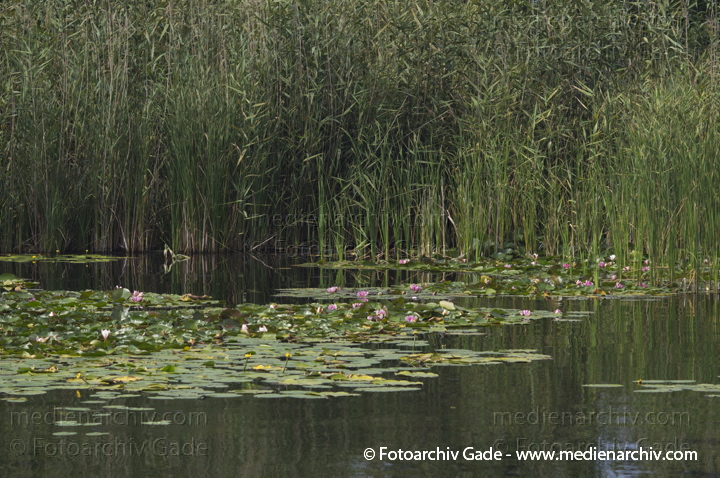 Seerosen (Nymphaea)
8. 6. 2013. Berlin. Tegel. Tegeler See. Flora. Pflanzen. Seerosen. (Nymphaea)
Schlüsselwörter: 2013;Berlin;Flora;Nymphaea;Pflanzen;plants;Seerosen;Tegeler See