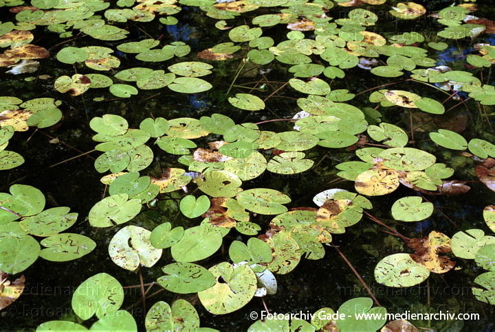 Teichrosen (Nuphar)
August 2001. Mecklenburg-Vorpommern. Feldberger Seen bei Carwitz. Flora. Pflanzen. Wasserpflanze. Gelbe Teichrose (Nuphar lutea).   Seerosengewächse (Nymphaceae). Höhe: bis 2 m. Blütezeit: Juni bis September. Gelbe Blüten.
Schlüsselwörter: 2001;Feldberger Seen;Flora;Mecklenburg-Vorpommern;Natur;Nuphar;Pflanzen;plants;Teichrosen;Wasserpflanzen