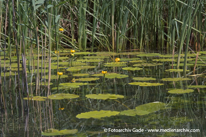 Teichrosen (Nuphar)
Juni 2005. Mecklenburg-Vorpommern, Carwitz. Flora. Pflanzen. Wildblume. Gelbe Teichrose (Nuphar lutea).   Seerosengewächse (Nymphaceae). Höhe: bis 2 m. Blütezeit: Juni bis September. Gelbe Blüten.
Schlüsselwörter: 2005;Flora;Mecklenburg-Vorpommern;Natur;Nuphar;Pflanzen;plants;Seerosengewächs;Teichrosen